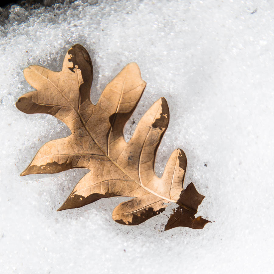 Working its way to the surface